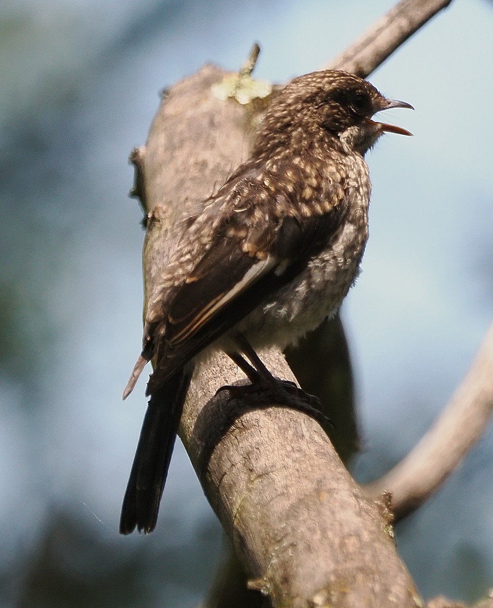 Fiscal Flycatcher - ML645952158