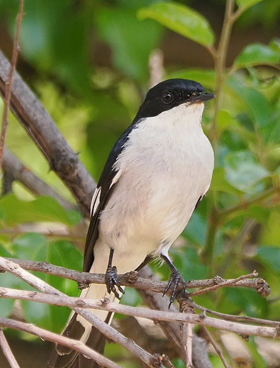Fiscal Flycatcher - ML645952159