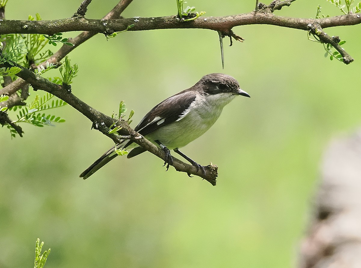 Fiscal Flycatcher - ML645952160