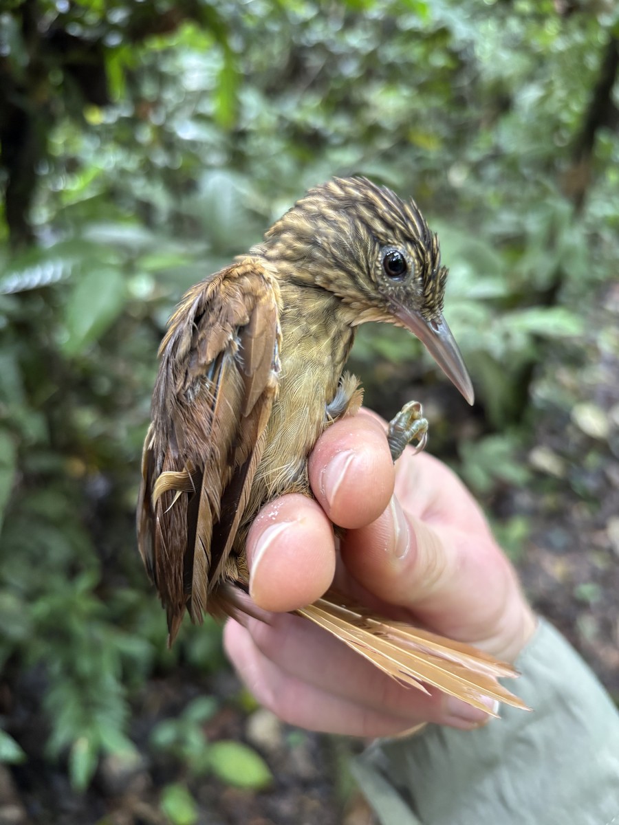 Eastern Woodhaunter - ML645952200