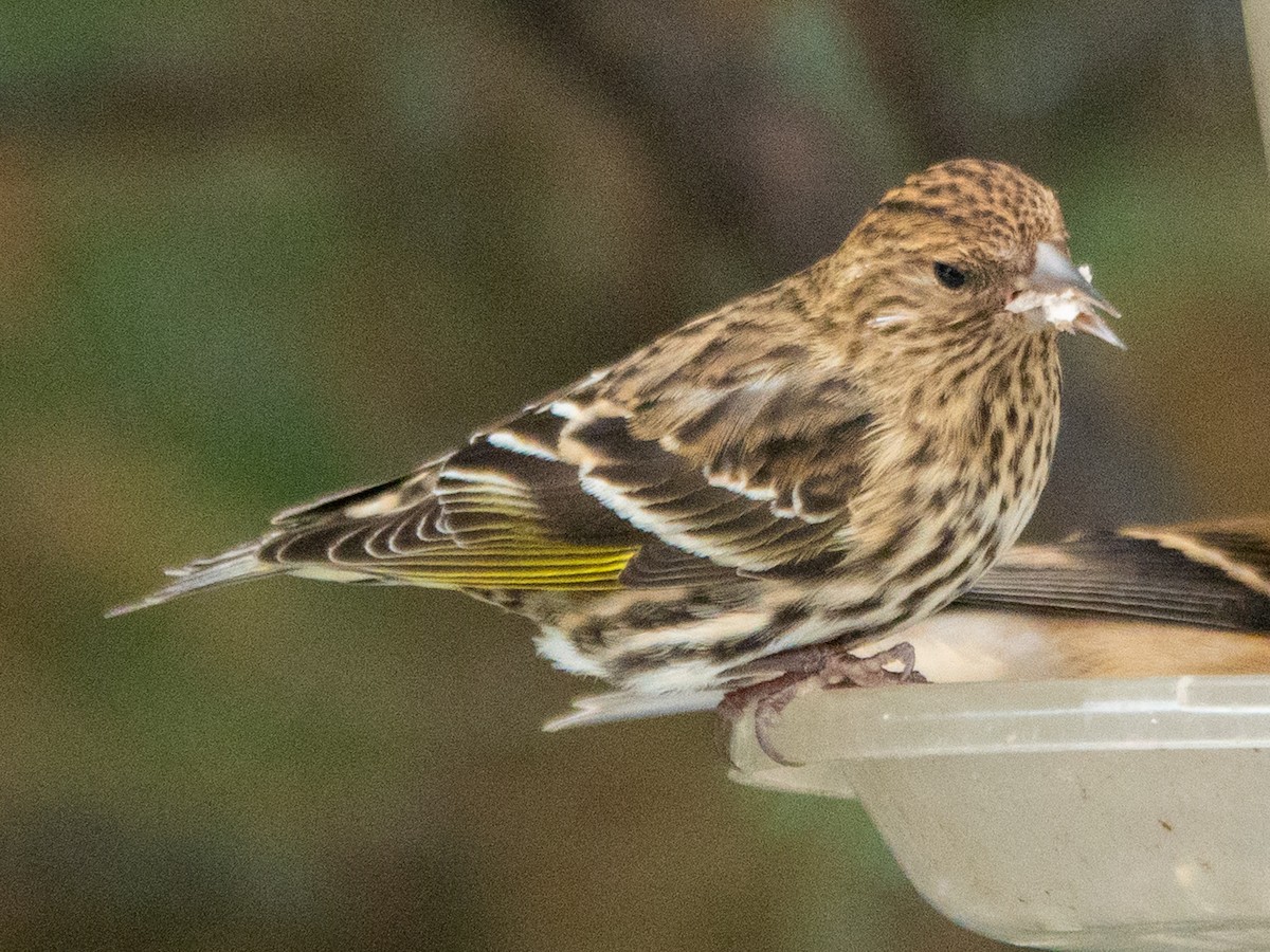 Pine Siskin - ML645952203