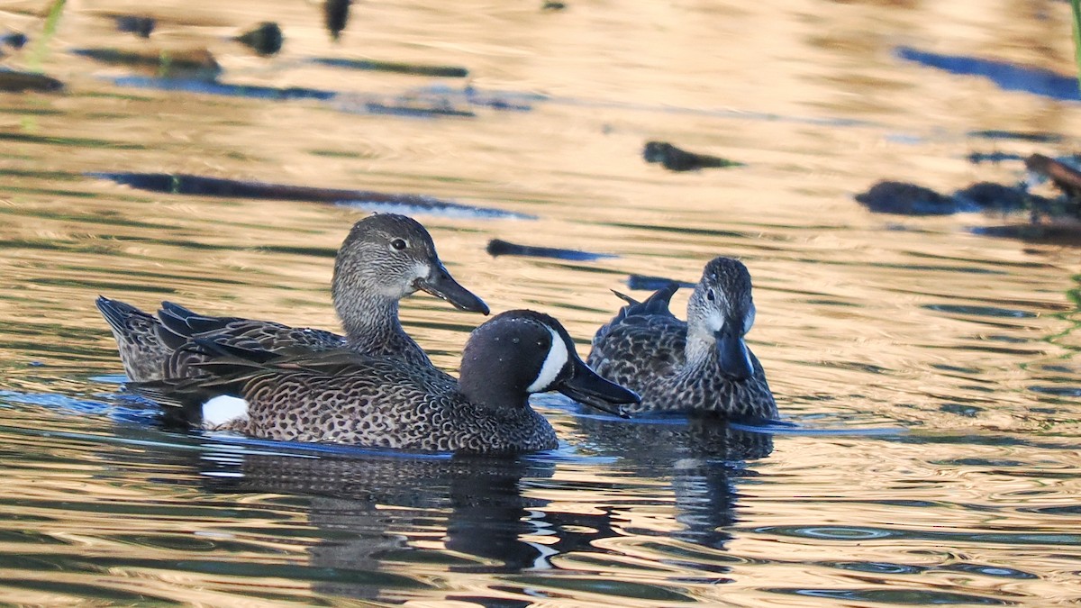 Blue-winged Teal - ML645952204