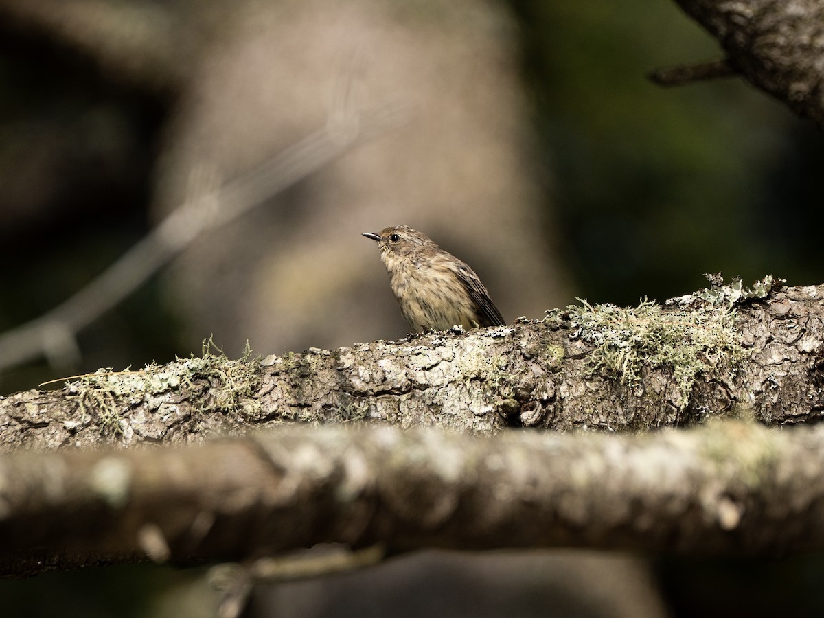 Yellow-rumped Warbler (Myrtle) - ML645952205