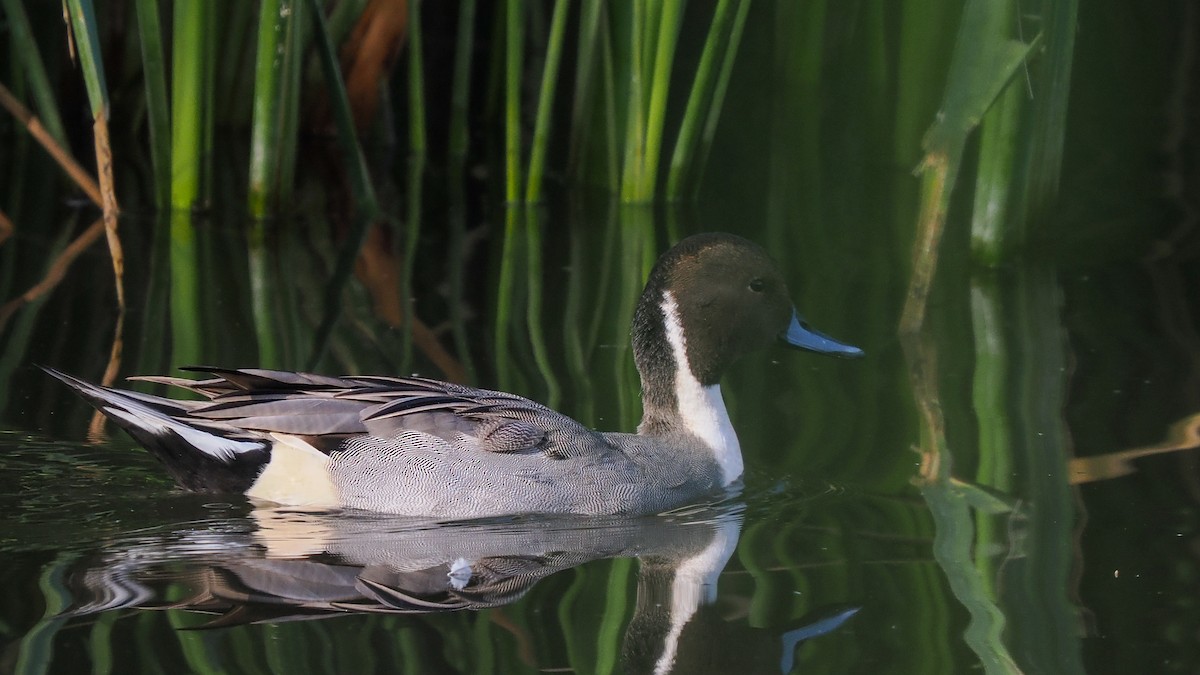 Northern Pintail - ML645952211