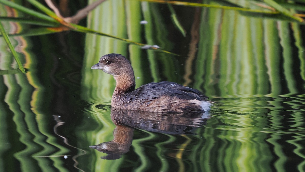 Pied-billed Grebe - ML645952229