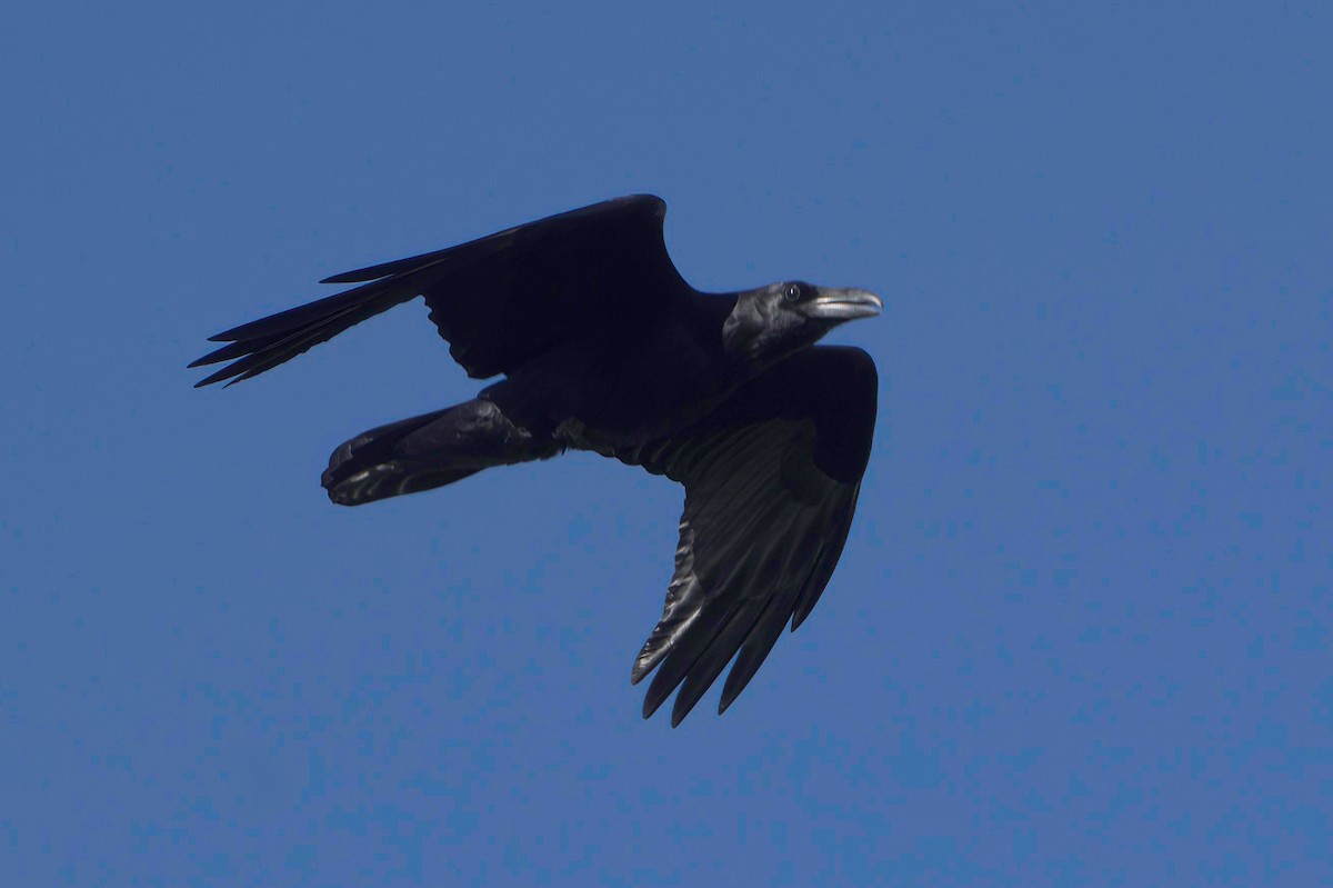 krkavec mexický - ML645952236