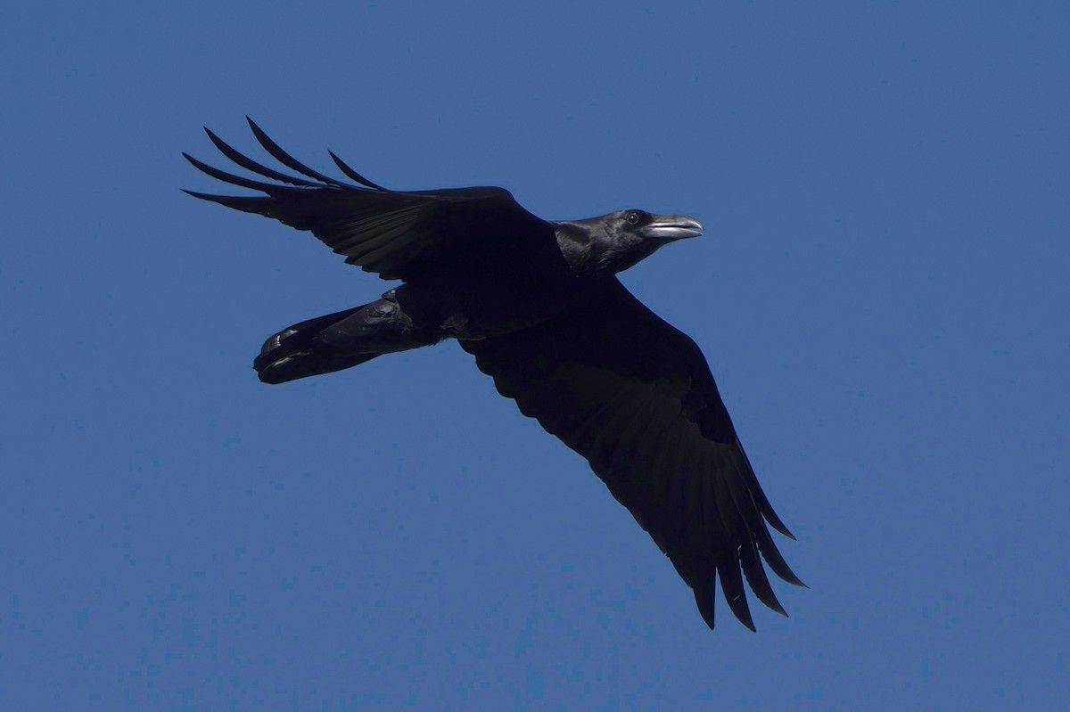 krkavec mexický - ML645952237