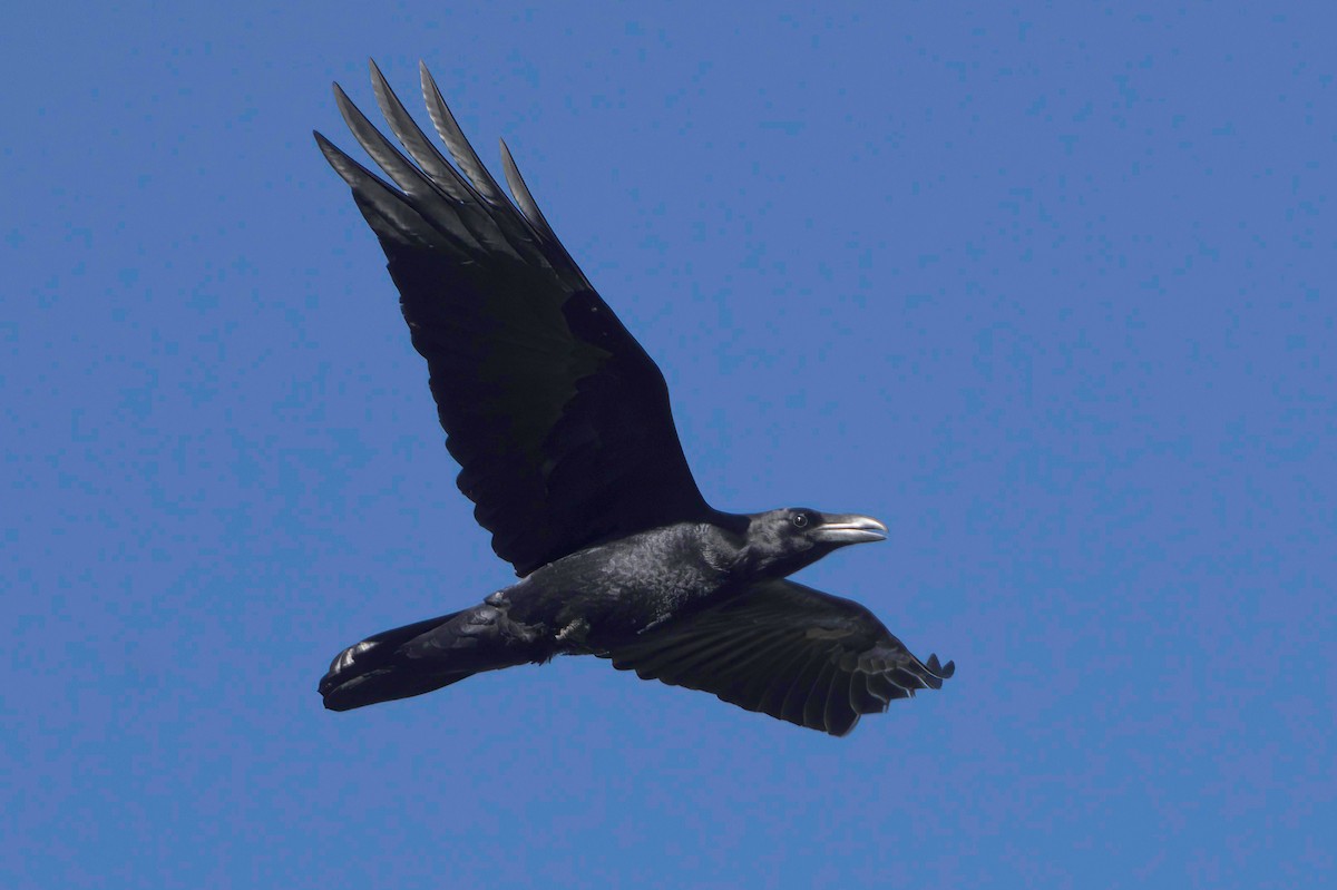 krkavec mexický - ML645952238