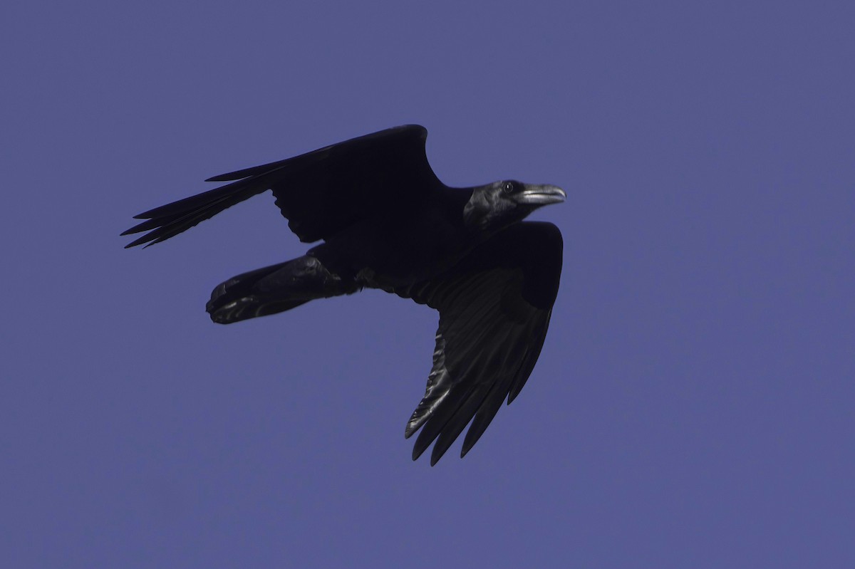 krkavec mexický - ML645952240