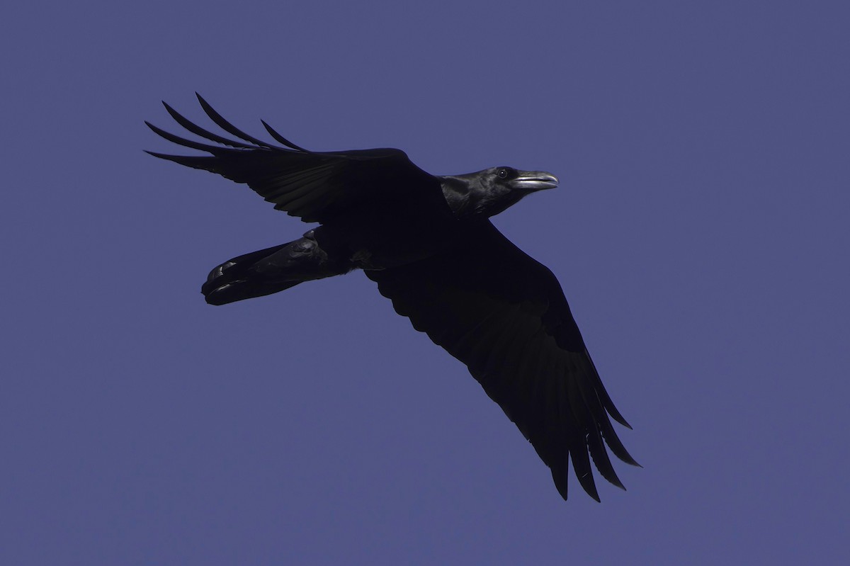 krkavec mexický - ML645952242