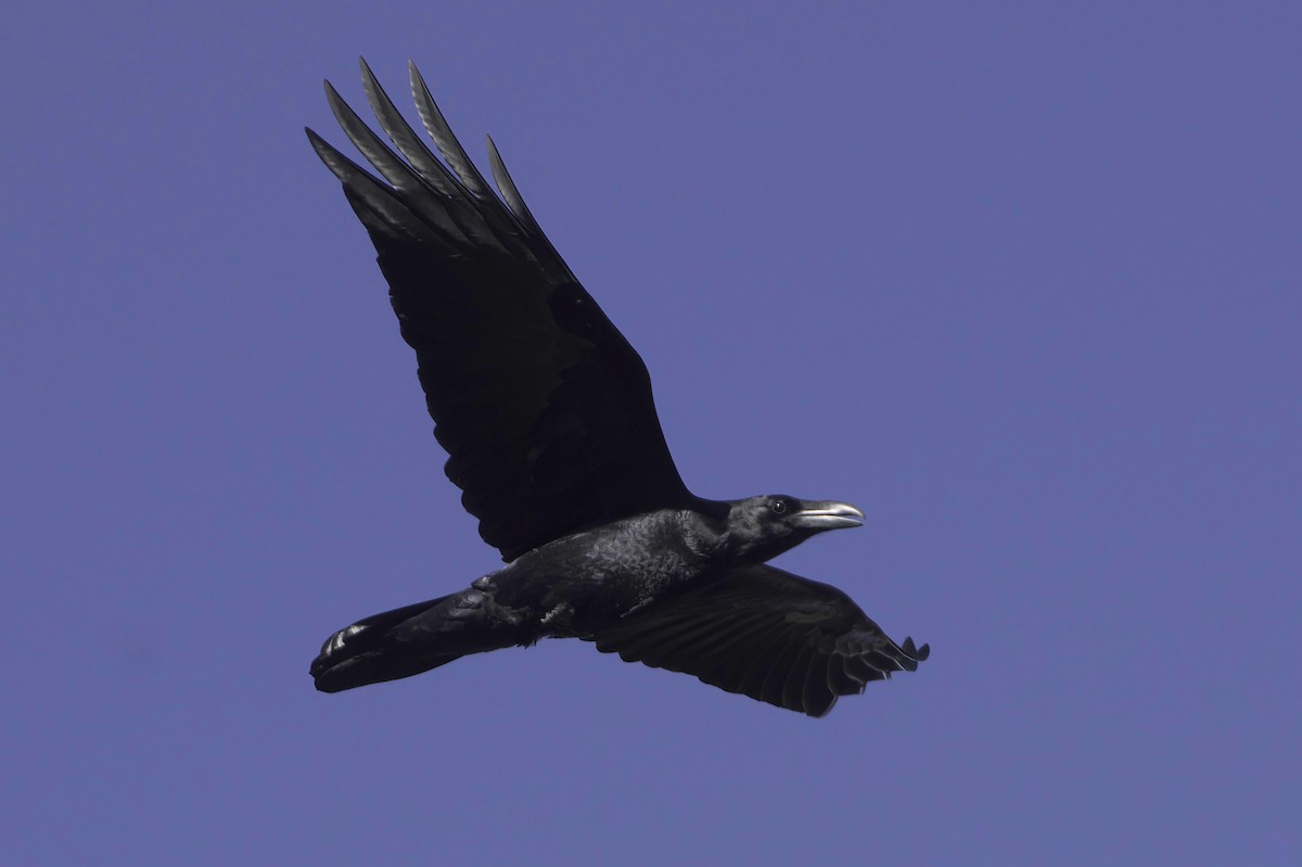 krkavec mexický - ML645952244