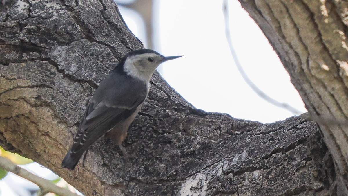 White-breasted Nuthatch - ML645952245