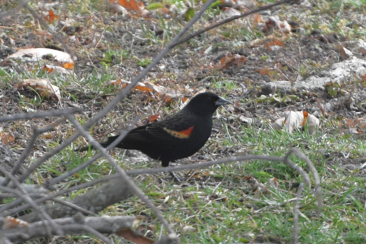 Red-winged Blackbird - ML645952260