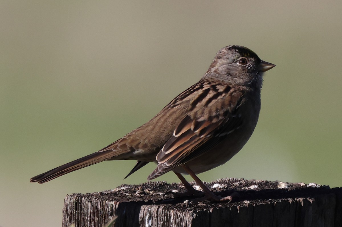 Golden-crowned Sparrow - ML645952264