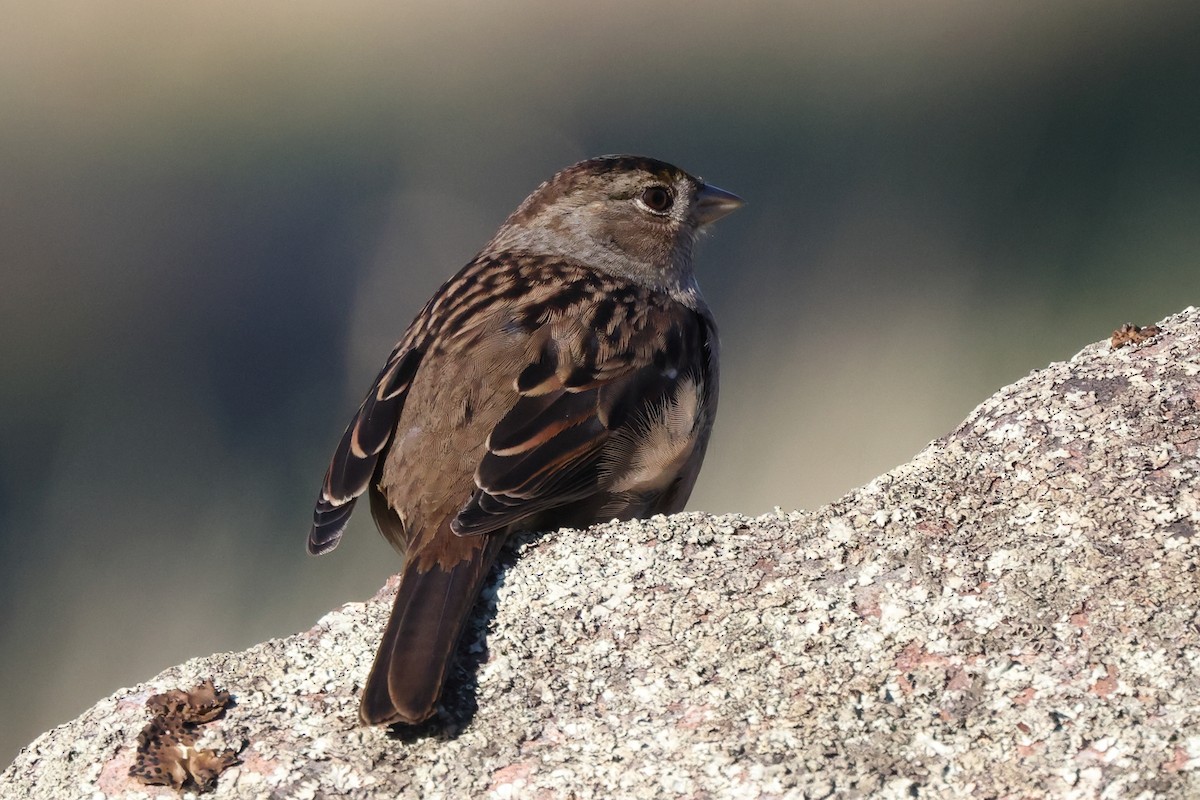 Golden-crowned Sparrow - ML645952266