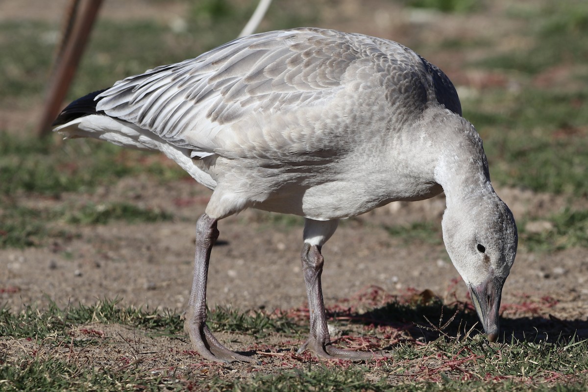 Snow Goose - ML645952284