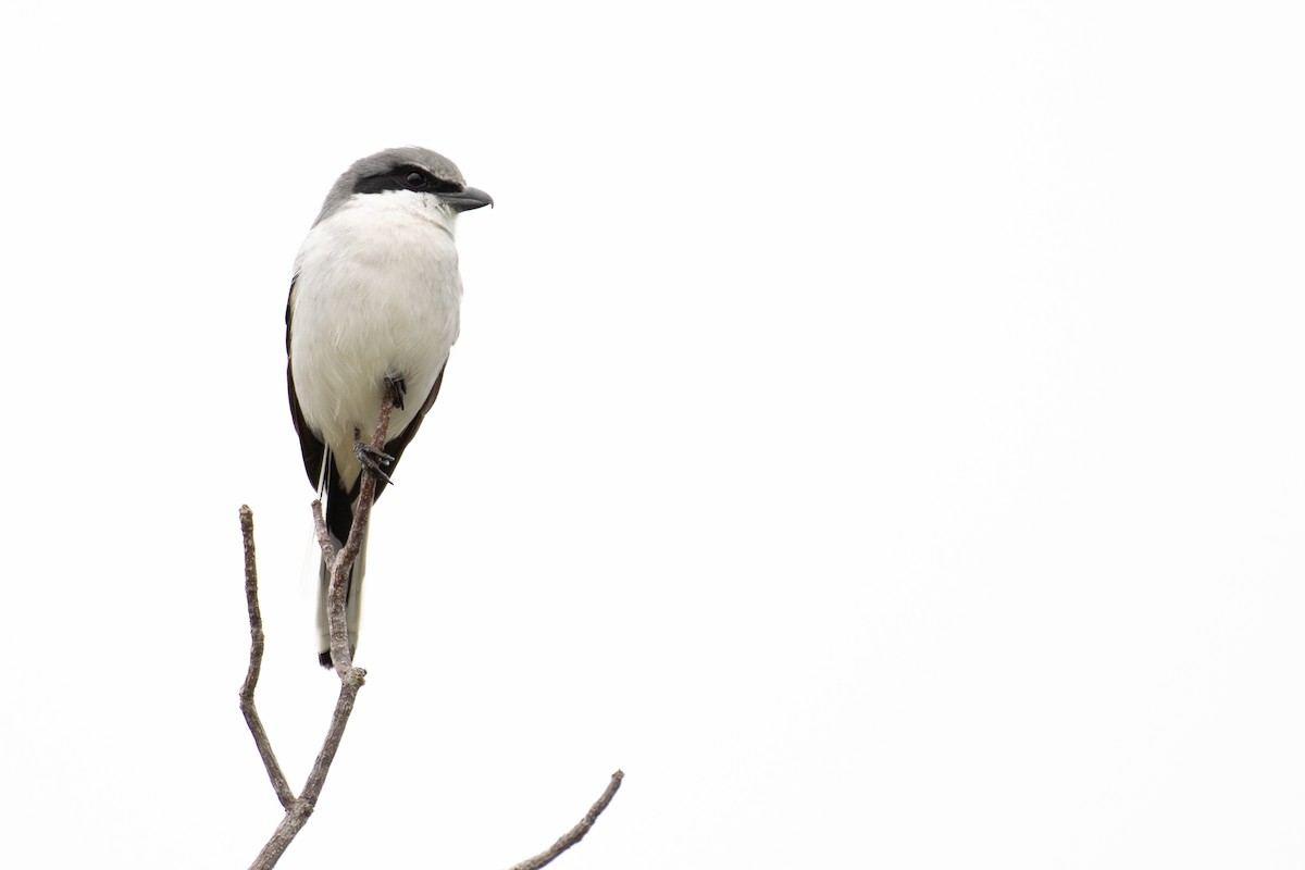 Loggerhead Shrike - ML645952287
