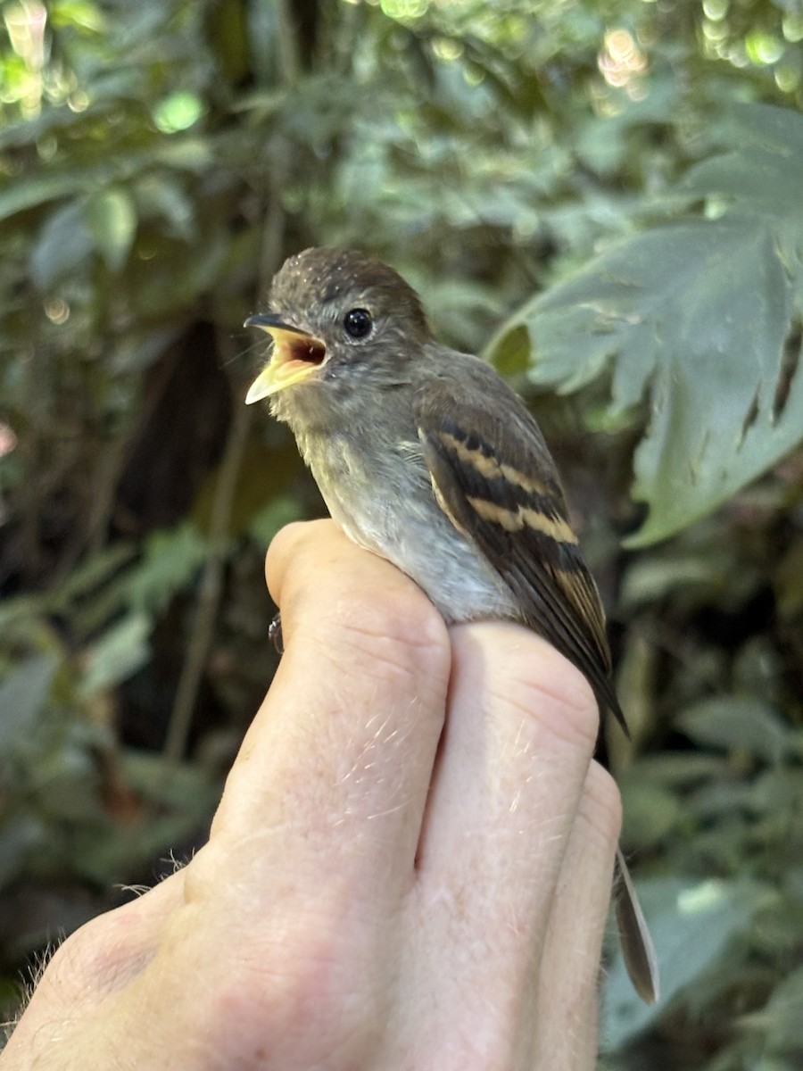 Euler's Flycatcher - ML645952289