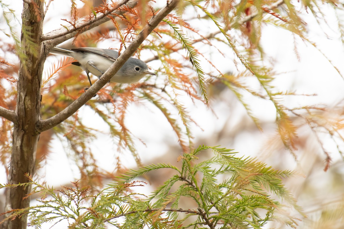 Blue-gray Gnatcatcher - ML645952291