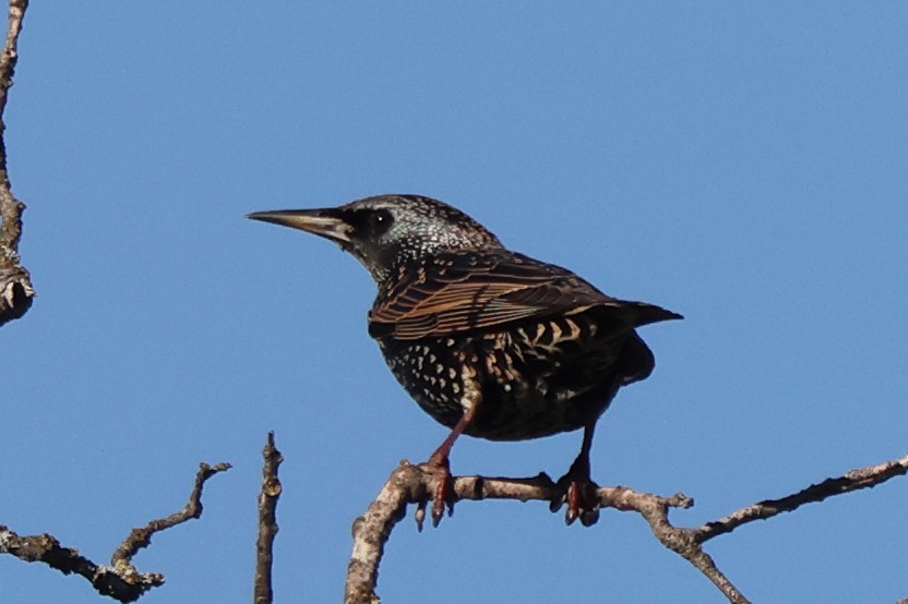 Storno - ML645952300