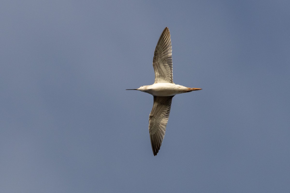 Greater Yellowlegs - ML645952302