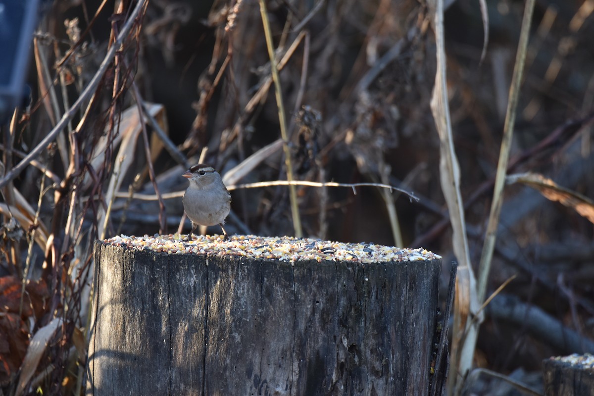 White-crowned Sparrow - ML645952307