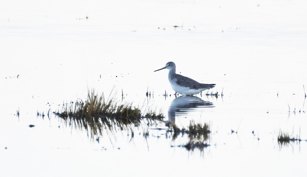 Greater Yellowlegs - ML645952308