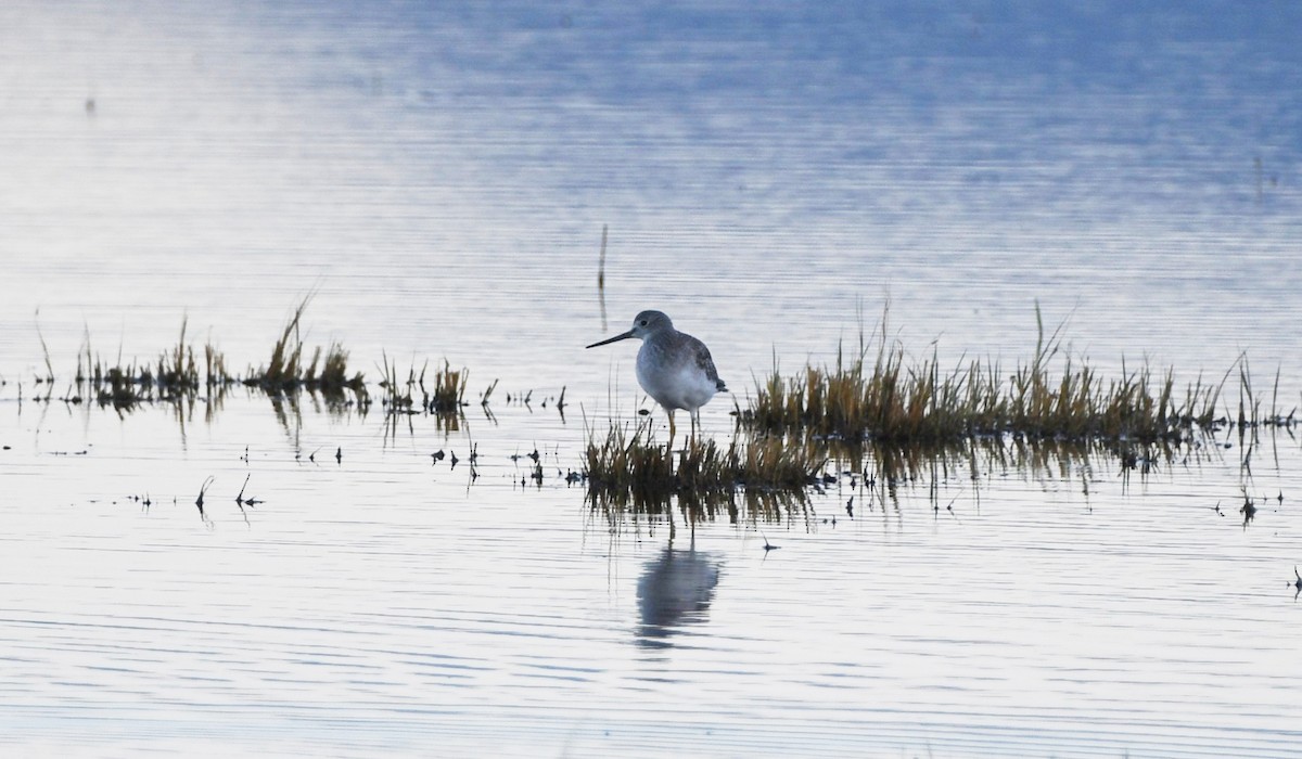 Greater Yellowlegs - ML645952309