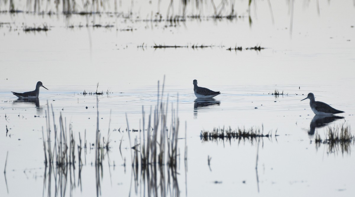 Greater Yellowlegs - ML645952310