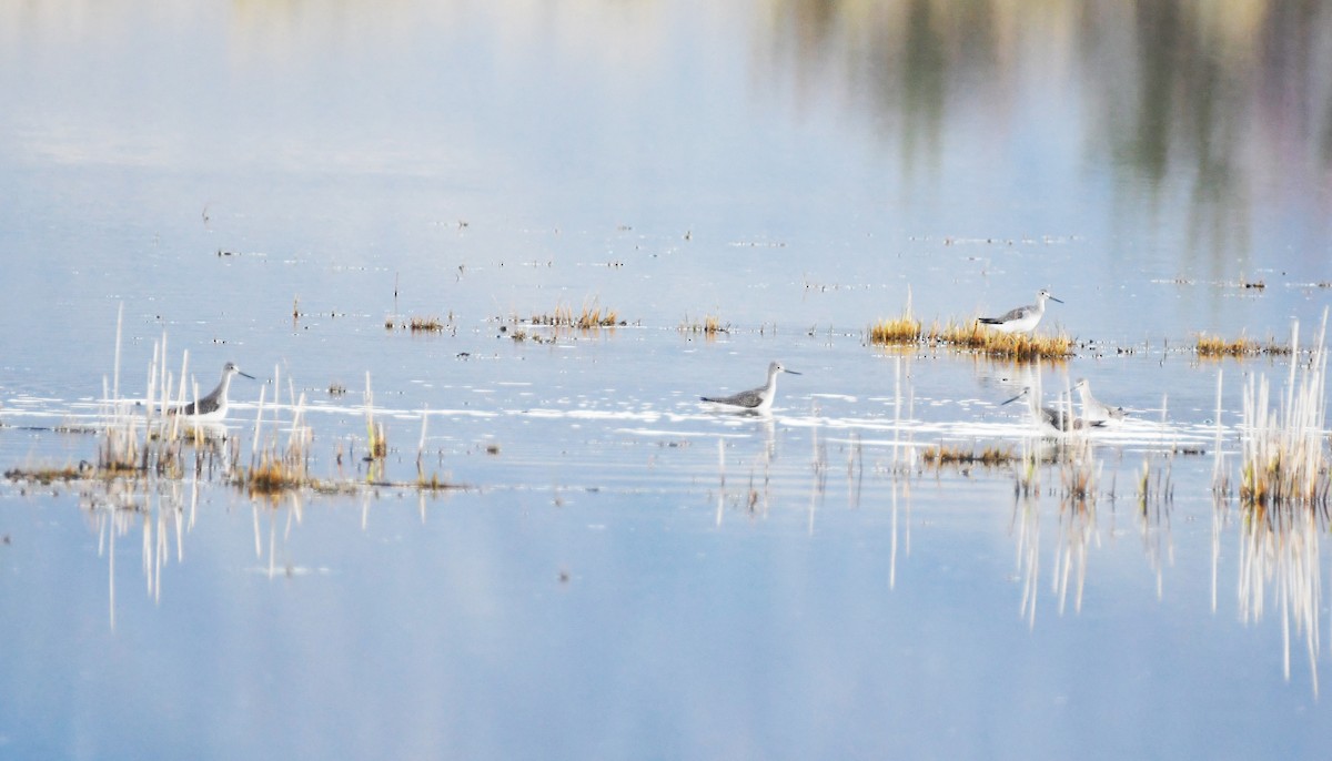 Greater Yellowlegs - ML645952311