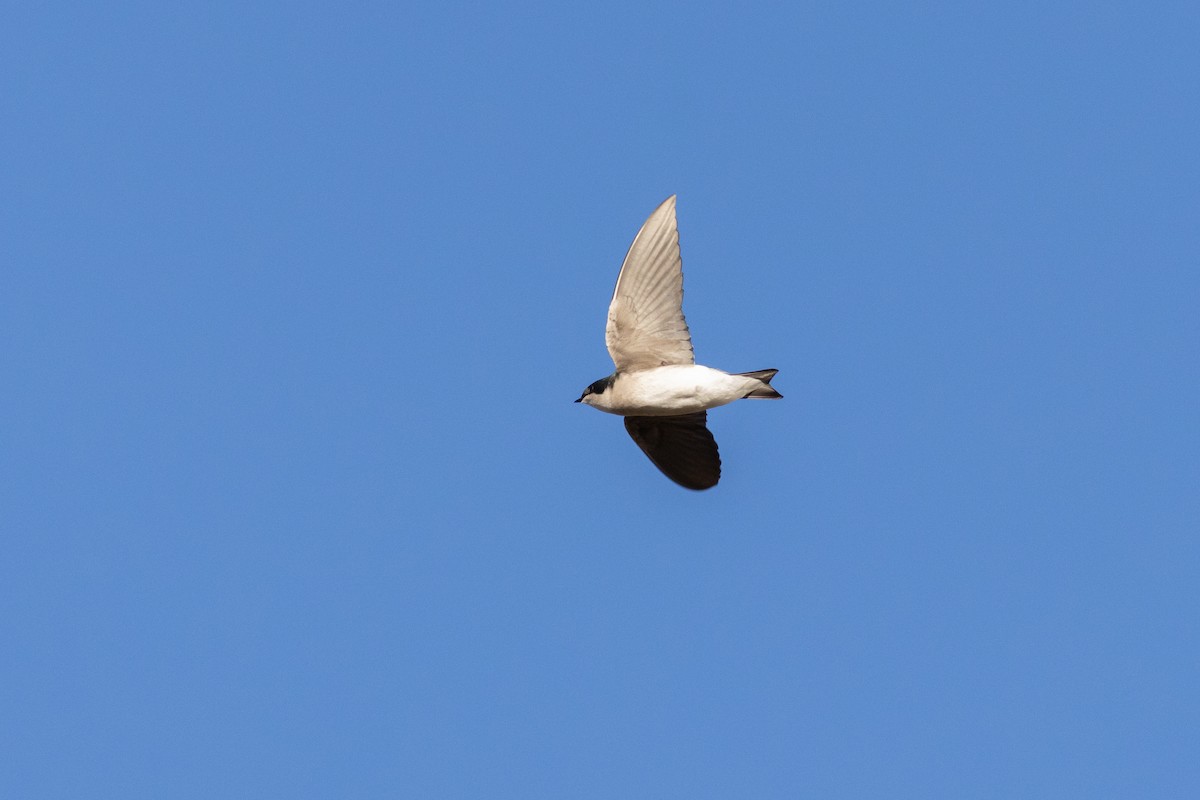 Tree Swallow - ML645952314