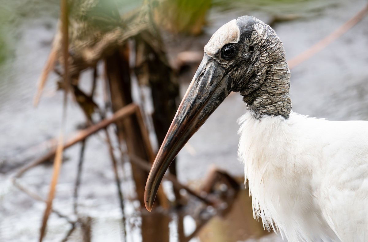Wood Stork - ML645952315