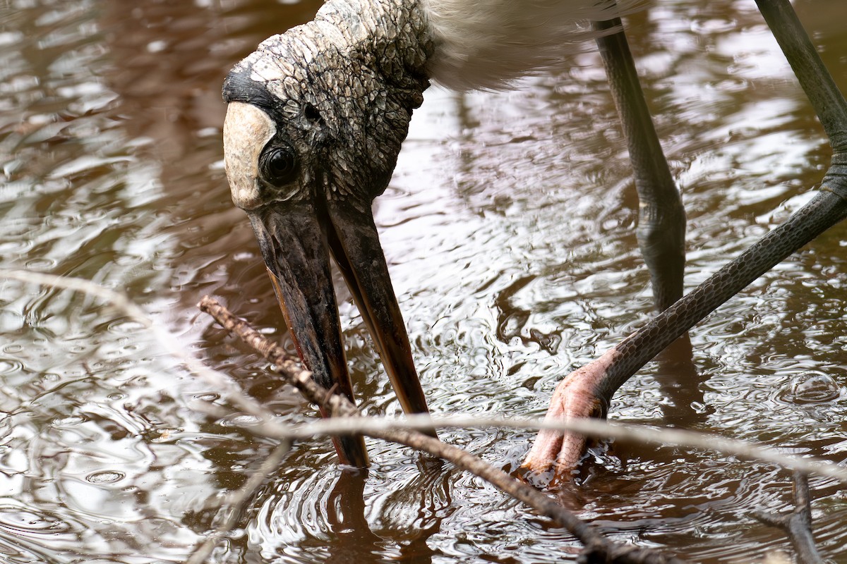 Wood Stork - ML645952316