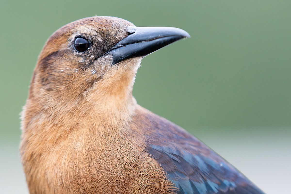 Boat-tailed Grackle - ML645952322