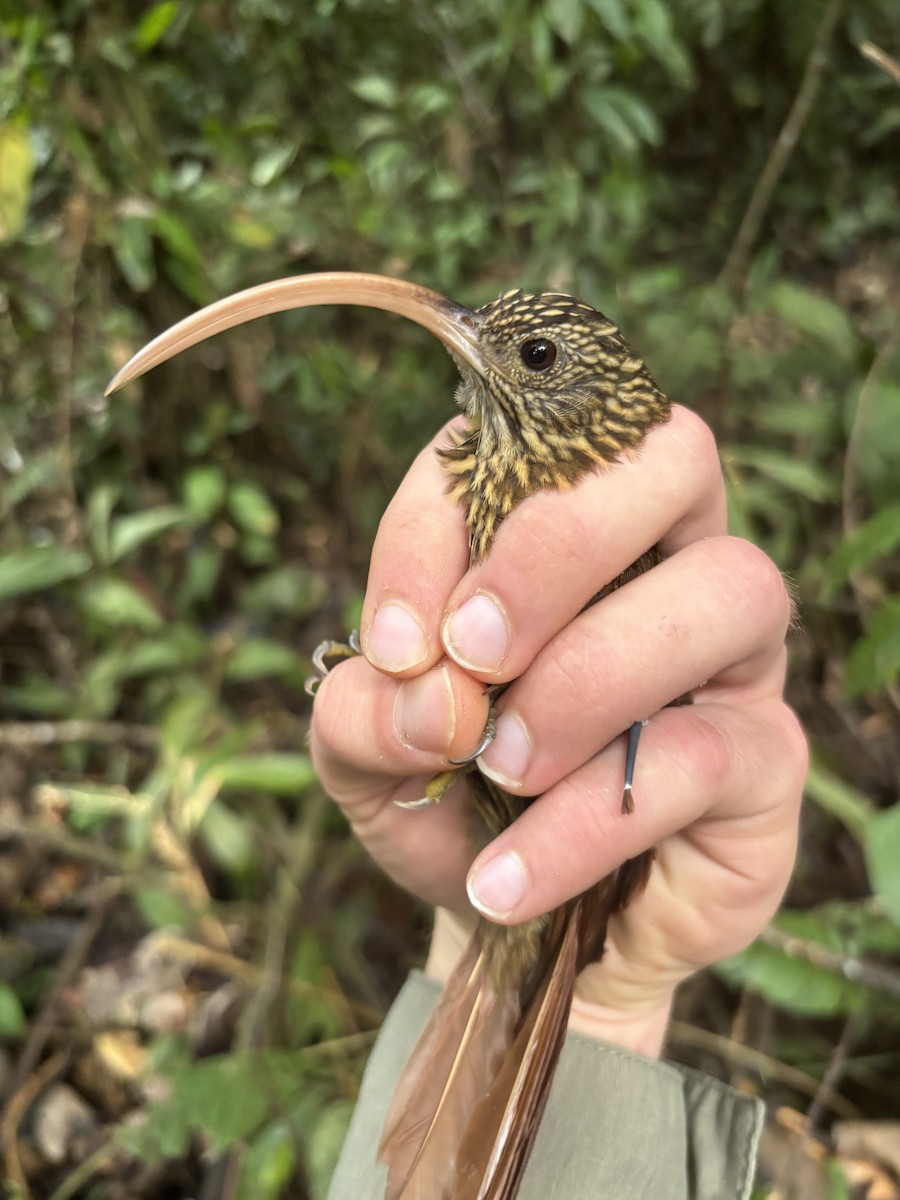 Red-billed Scythebill - ML645952324