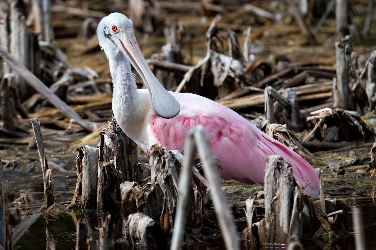 Espátula Rosada - ML645952330