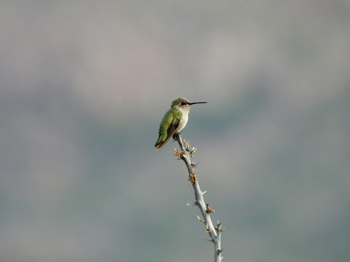 kalypta kalifornská - ML645952336