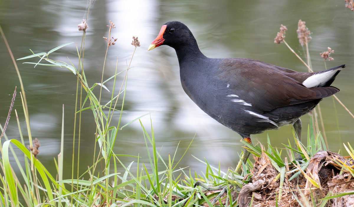 slípka americká - ML645952338