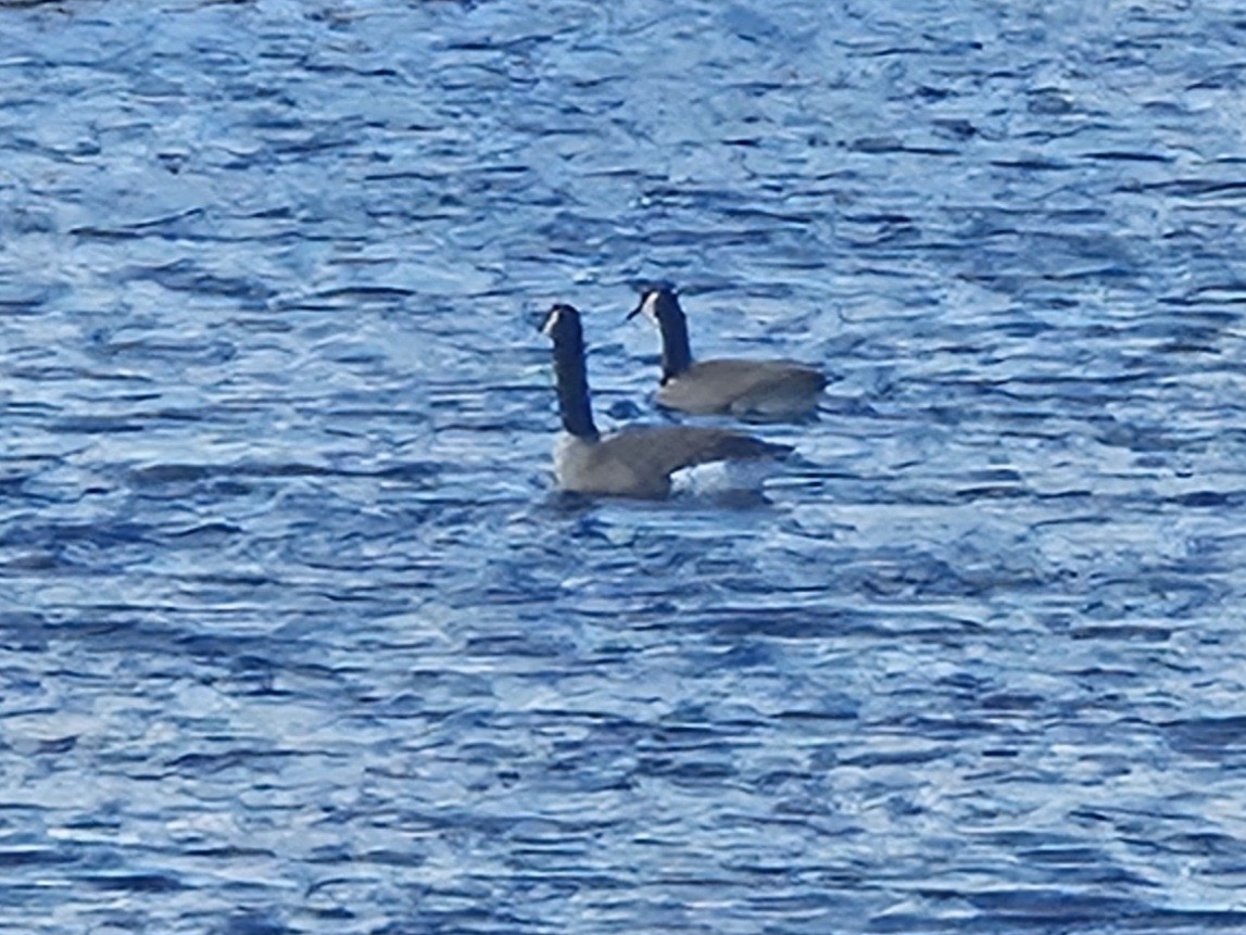 Canada Goose - ML645952339