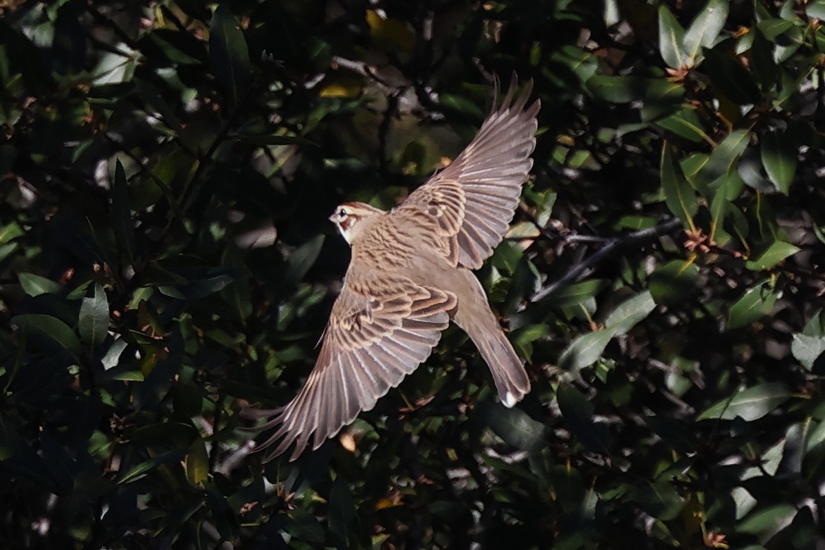 Lark Sparrow - ML645952340