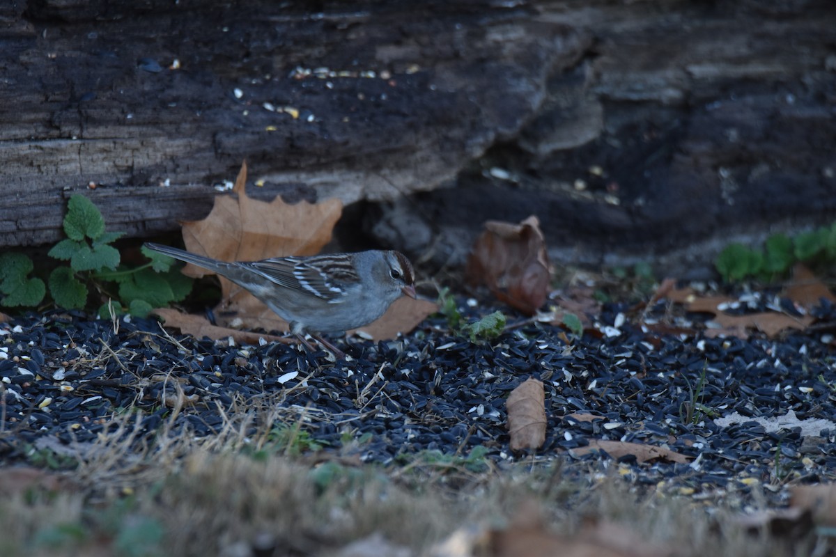 White-crowned Sparrow - ML645952342