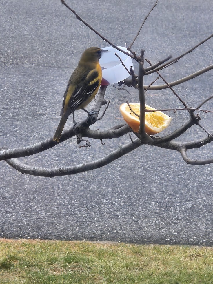 Baltimore Oriole - ML645952344