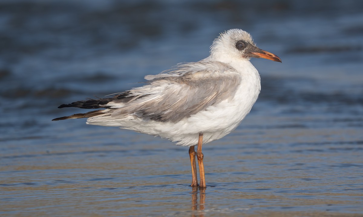 racek šedohlavý - ML645952346