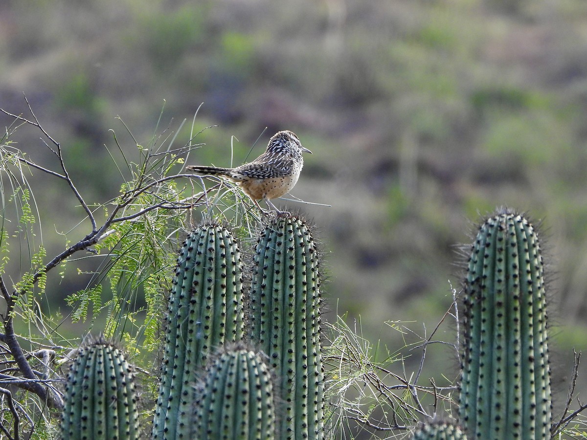 střízlík kaktusový - ML645952347