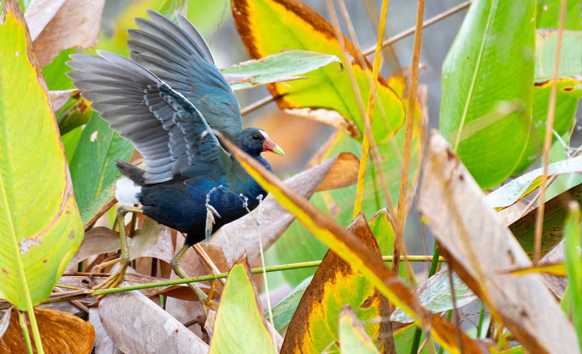 Малая султанка - ML645952349