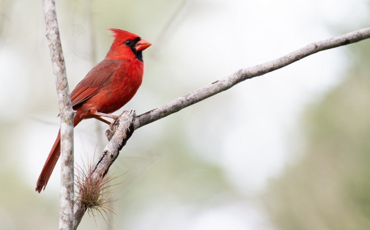 Northern Cardinal - ML645952351