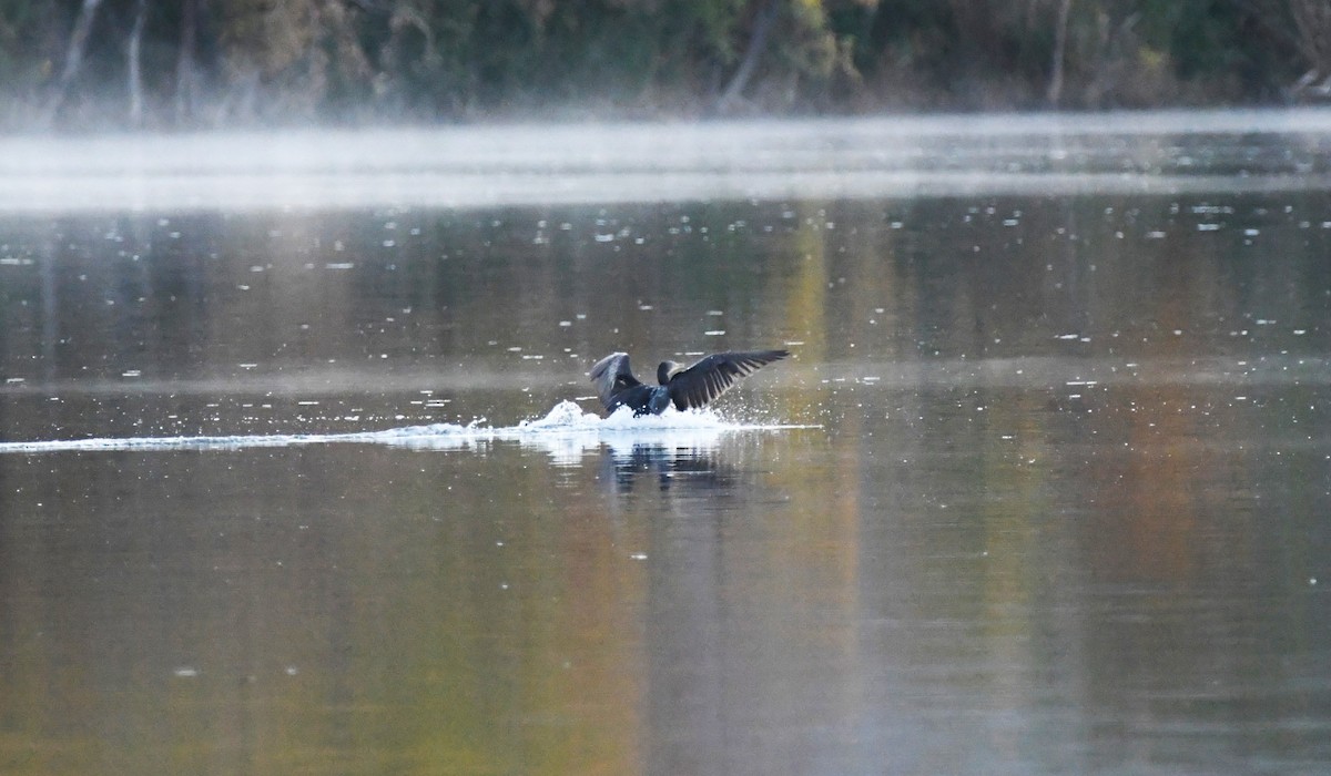 totoppskarv - ML645952353