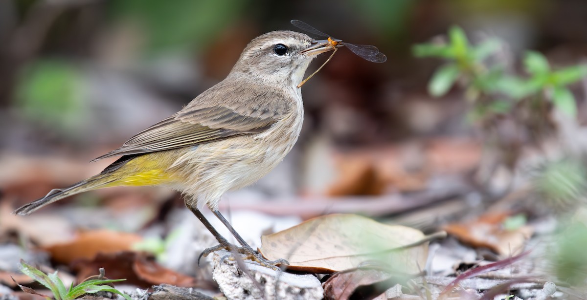 Palm Warbler - ML645952356