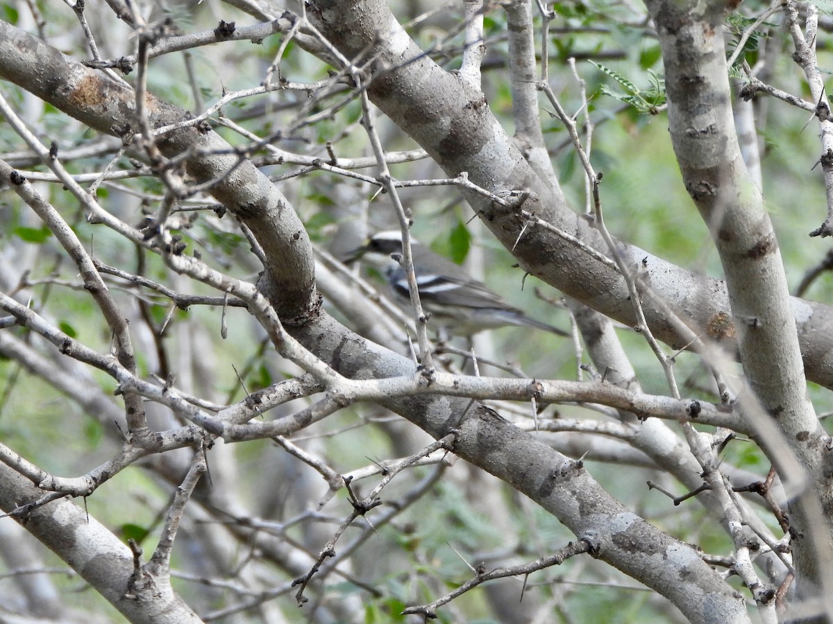 Black-throated Gray Warbler - ML645952365