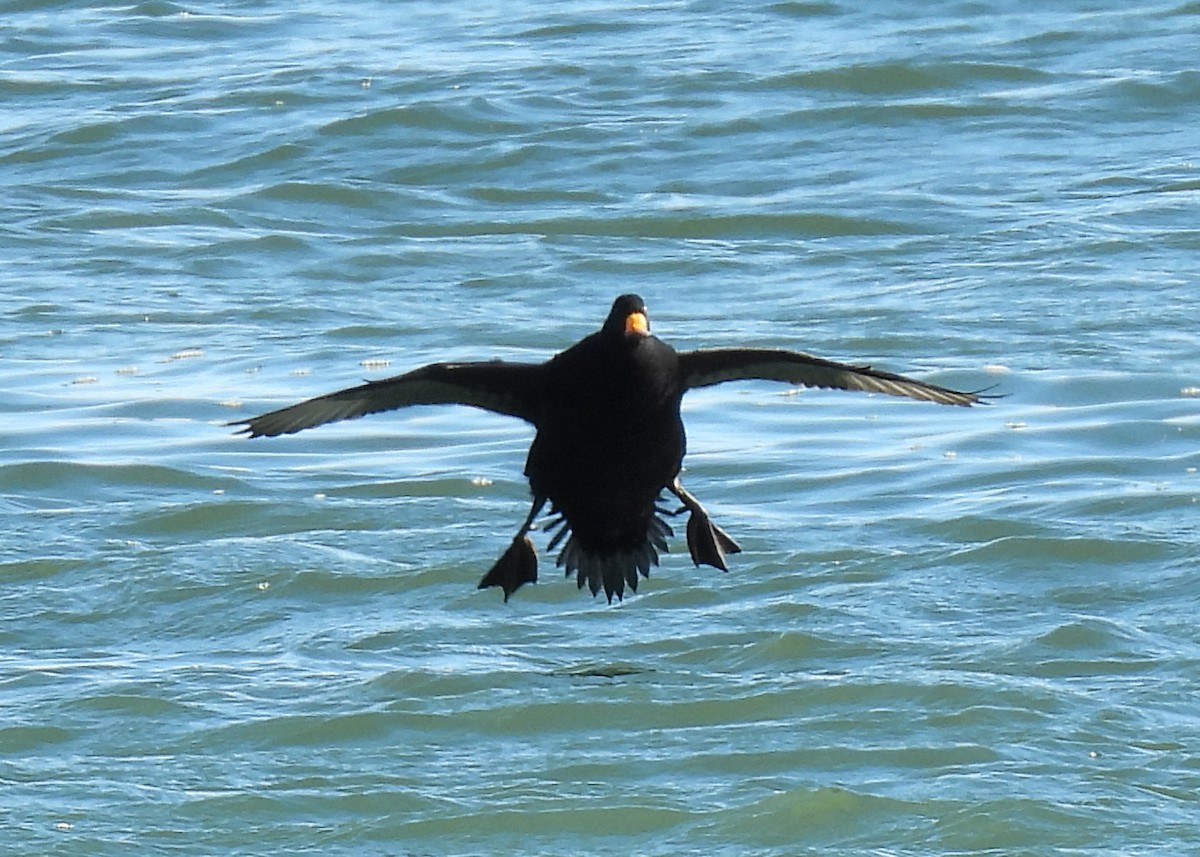 Black Scoter - ML645952377